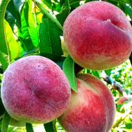 Саджанець Персик Лісостеповий в контейнері